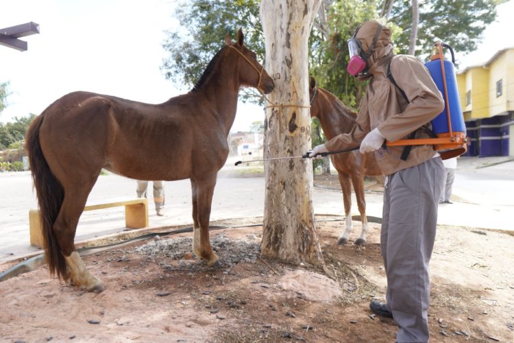 Carrapatos podem trazer danos à saúde de cavalos e potros e