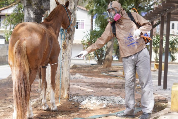 Carrapatos podem trazer danos à saúde de cavalos e potros e