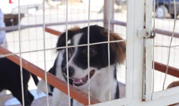 Adoção consciente e produtos agroecológicos na Feira de Artesanato da Estaçãozinha