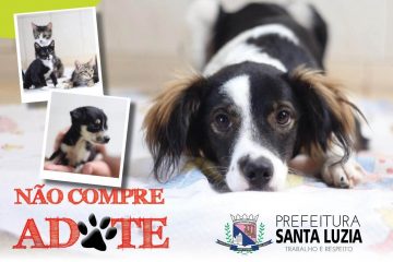 Feira de adoção de cães e gatos