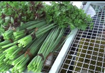 Você Sabia? Feira Agroecológica, uma iniciativa realizada pela primeira vez na cidade