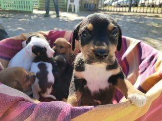 “Cãopanha” do agasalho e criatividade de funcionários proporcionam melhor qualidade de vida para os animais que estão no canil da Prefeitura no período de inverno