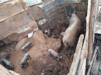 Proprietário de curral em terreno baldio é notificado pela Prefeitura