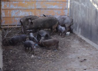 Prefeitura resgata suínos criados no bairro Palmital e que sofriam maus tratos