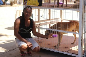 Pinhões recebe feira de adoção de animais