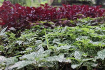 Horto Florestal de Santa Luzia já conta com árvores dando frutos e milhares de mudas prontas para plantio