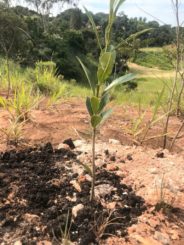 Fazenda Boa Esperança recebe o plantio de quase 5 mil mudas de  árvores e esse ano já volta a sediar eventos