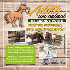 Prefeitura disponibiliza cinco cavalos para adoção