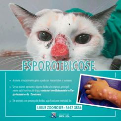 Bairro Baronesa apresenta surto de esporotricose