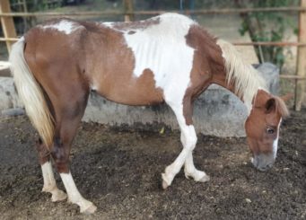 Abrem amanhã as inscrições para a adoção de 3 equinos