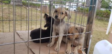Prefeitura promove campanha para doação de cães