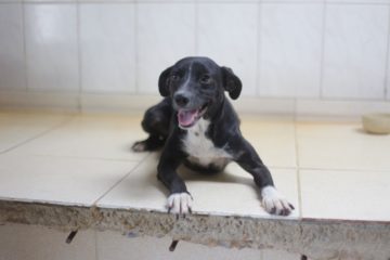 Prefeitura promove feira para adoção de cães abandonados nesta sexta-feira (8)