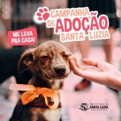 Prefeitura promove feira de adoção de cães na próxima semana