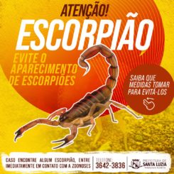 Prefeitura alerta população sobre os cuidados com escorpiões