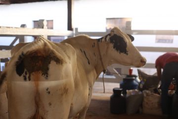 Vaca Maravilha é a grande campeã do Torneio Leiteiro