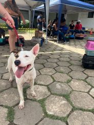 Castrações começam hoje no Castramóvel: Inscreva-se!