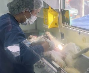 Programa municipal de castrações ultrapassa mil animais esterilizados